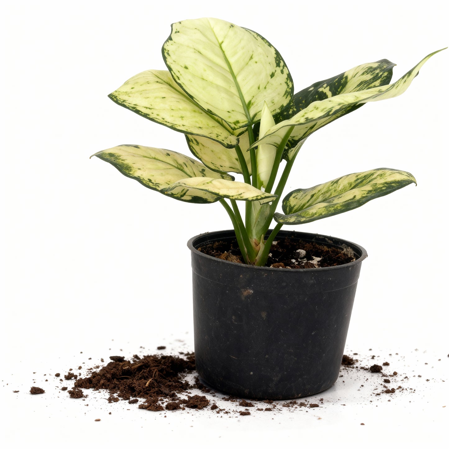 Aglaonema Cutlass – Indoor Air-Purifying Plant