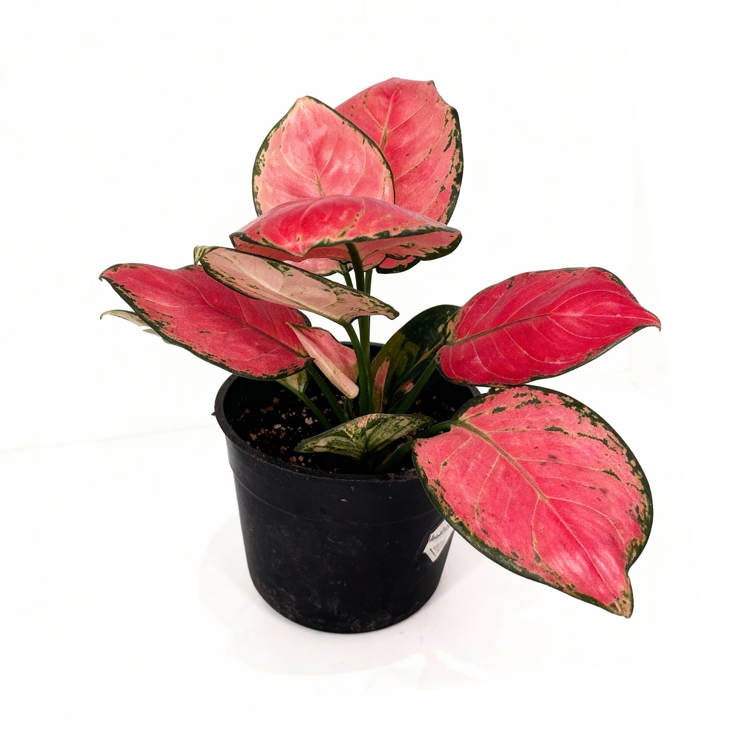 Aglaonema Red – Chinese Evergreen