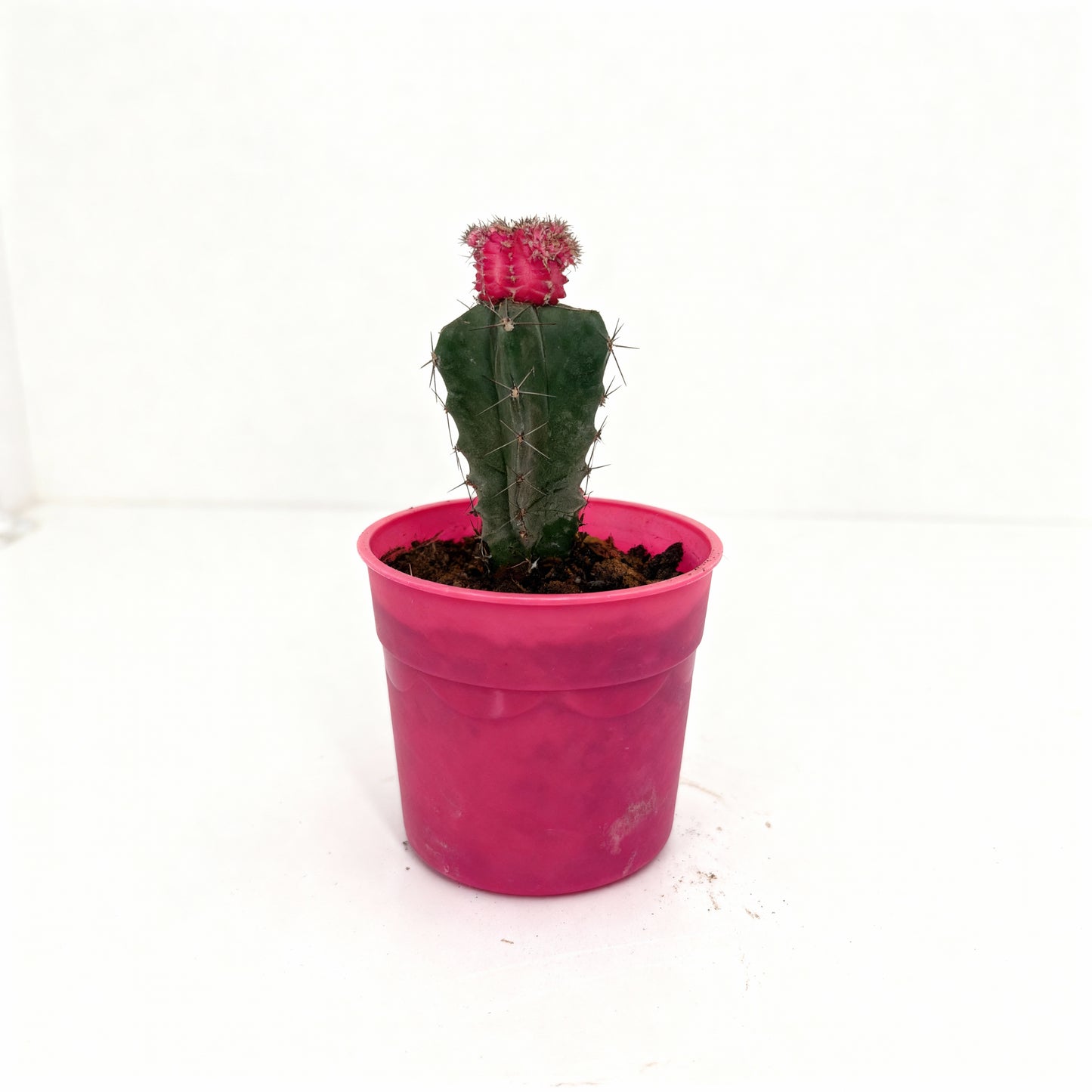 Moon Cactus – Pink Top Cactus