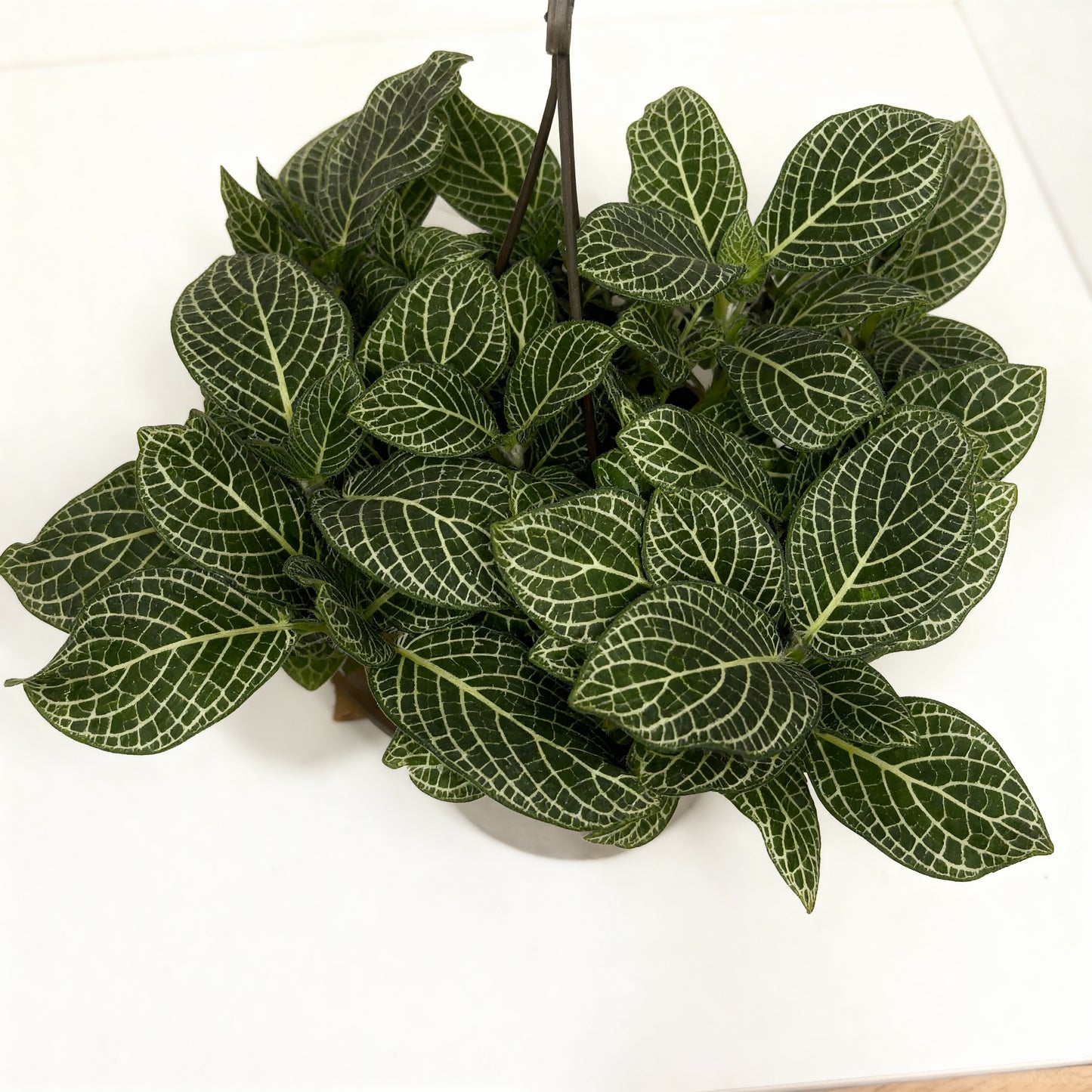 Fittonia Nerve Plant – White Veins