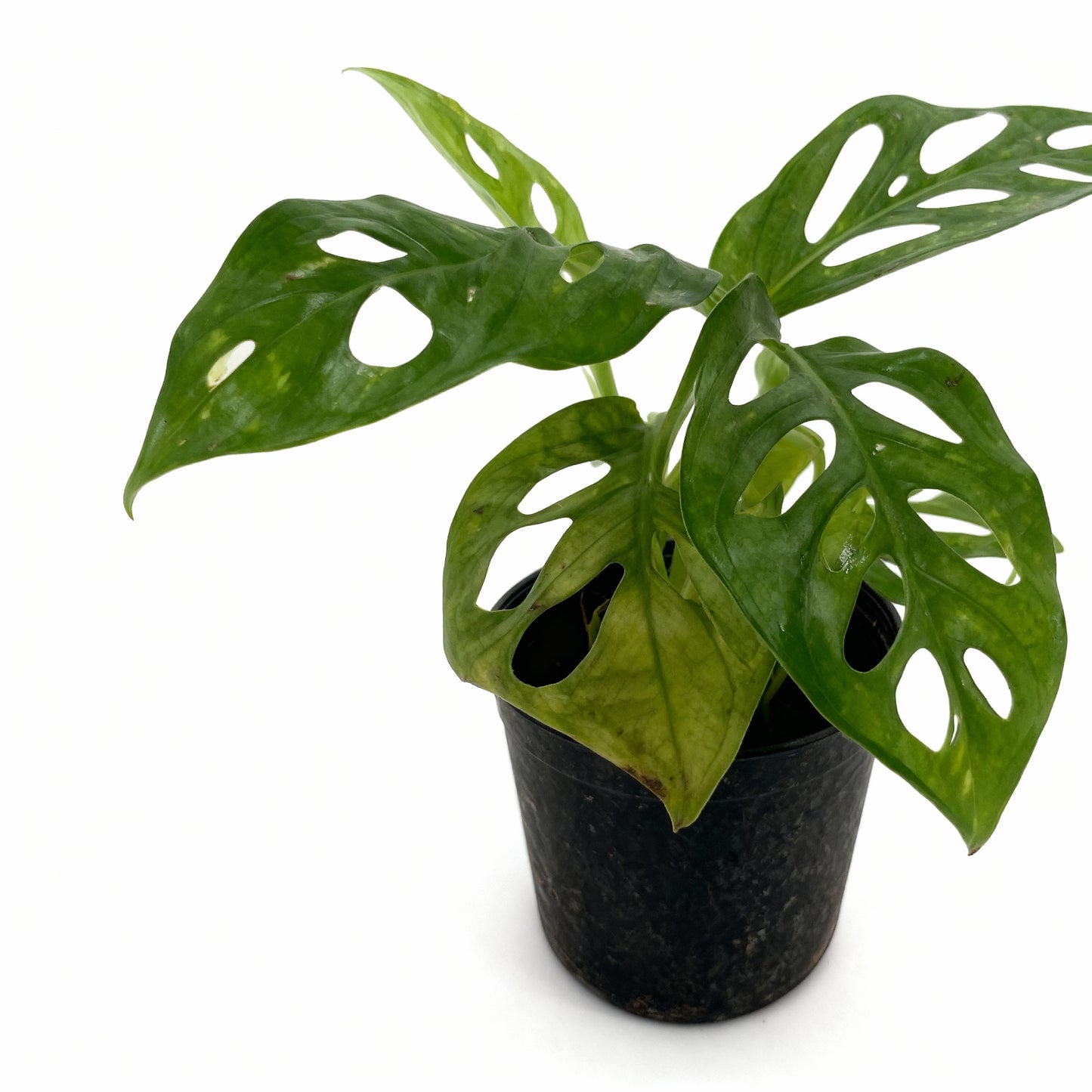 Monstera Adansonii – Swiss Cheese Vine