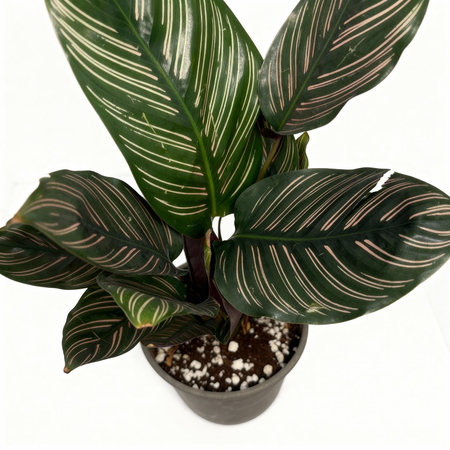 Calathea Ornata – Pinstripe Calathea