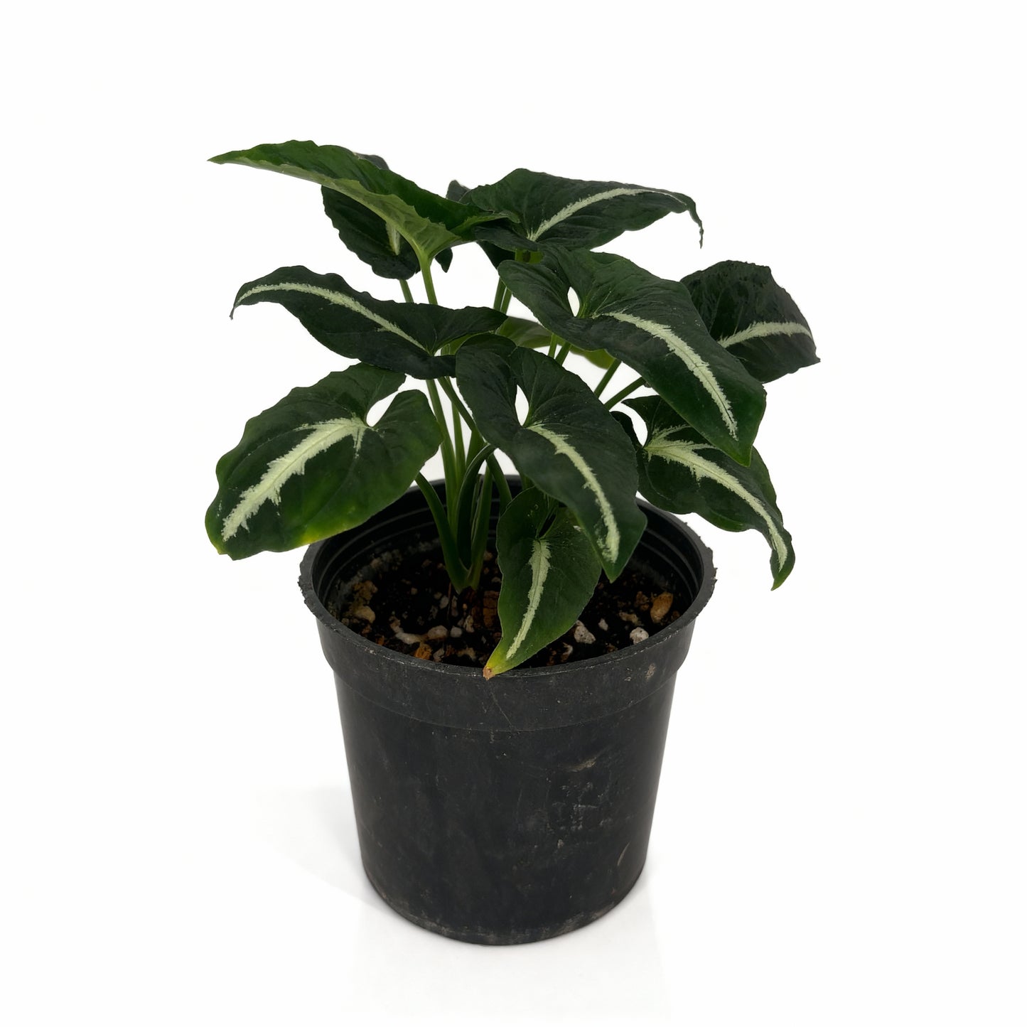 Syngonium Albo Variegata – Arrowhead Indoor Plant