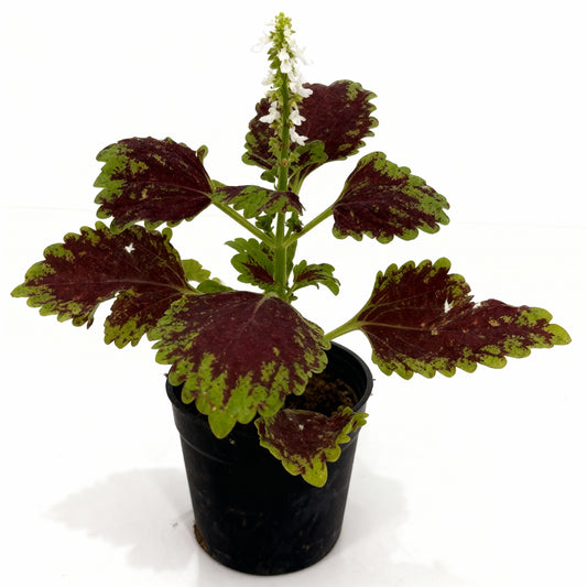 Coleus Plant – Colorful Foliage