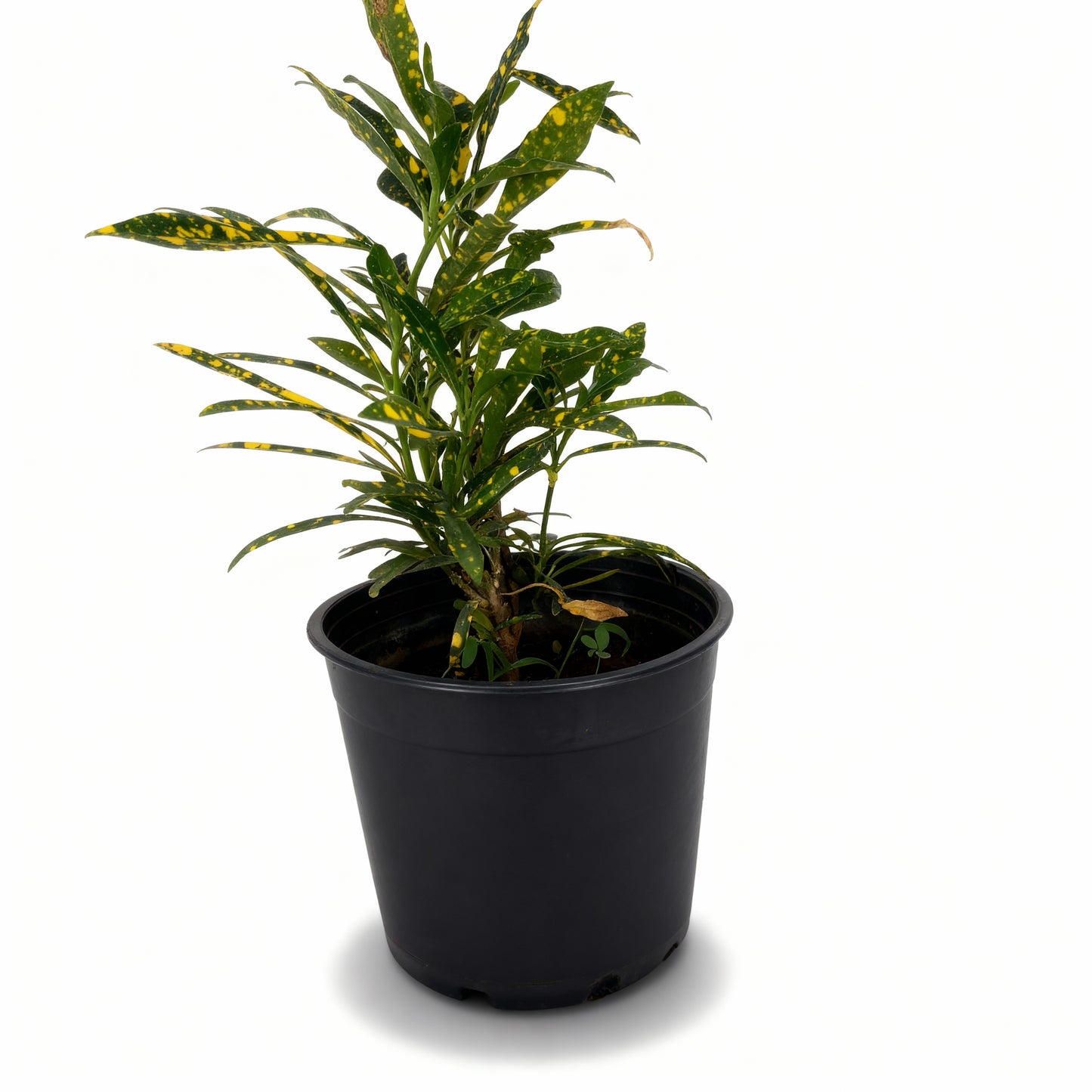 Croton Gold Dust – Codiaeum Variegatum