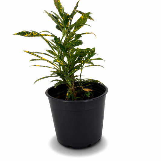 Croton Gold Dust – Codiaeum Variegatum
