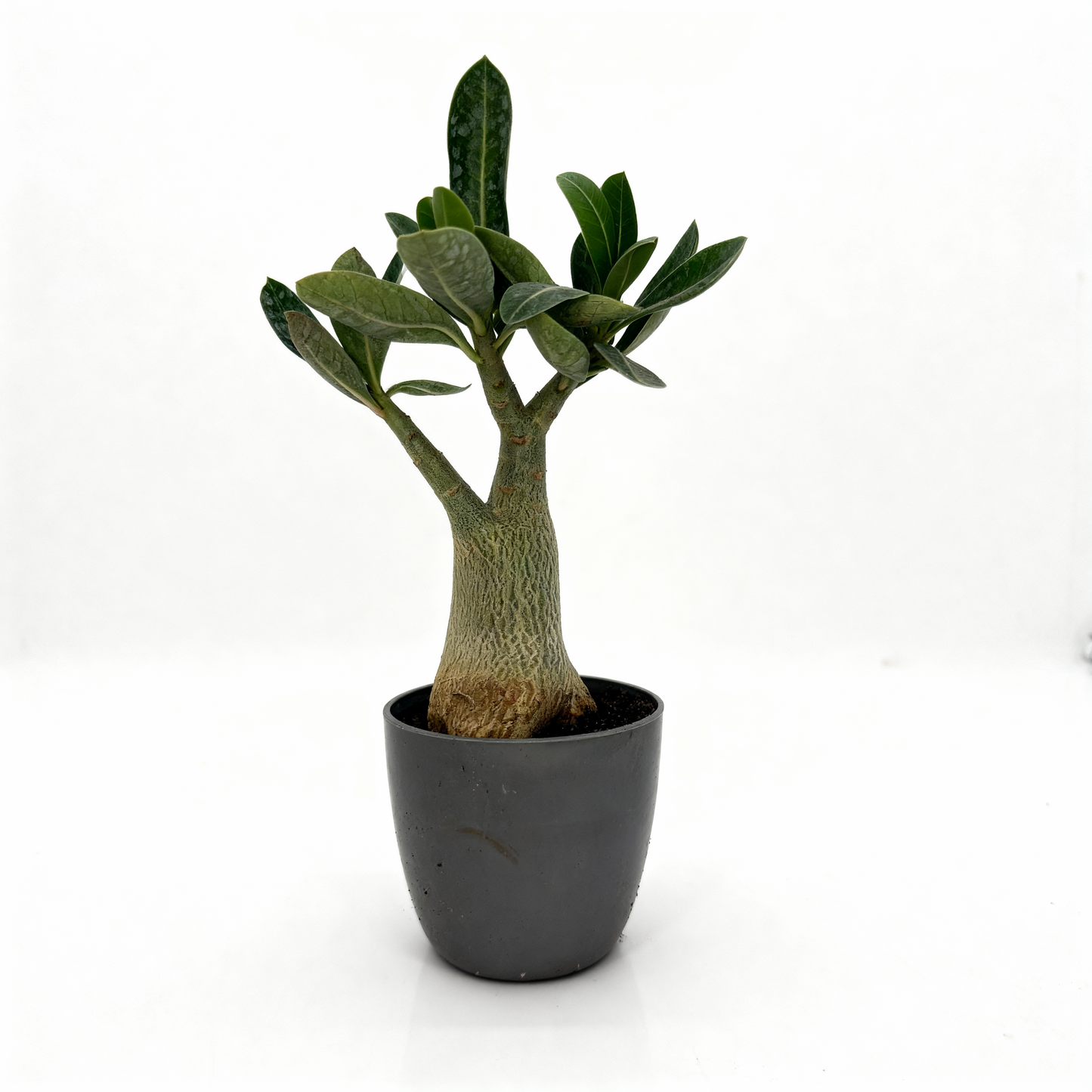 Adenium Desert Rose – Indoor Sun-Loving Plant