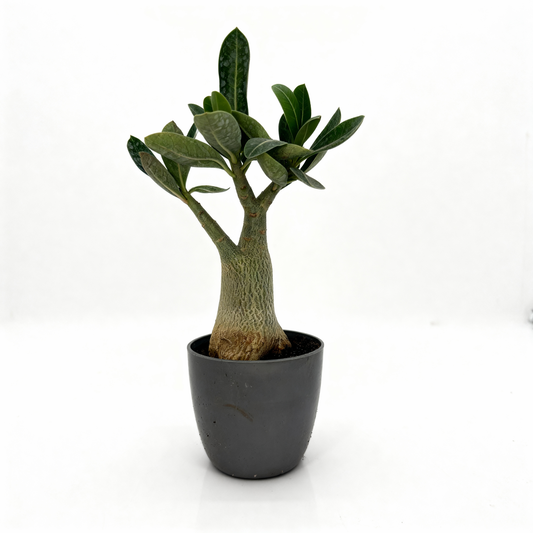 Adenium Desert Rose – Indoor Sun-Loving Plant