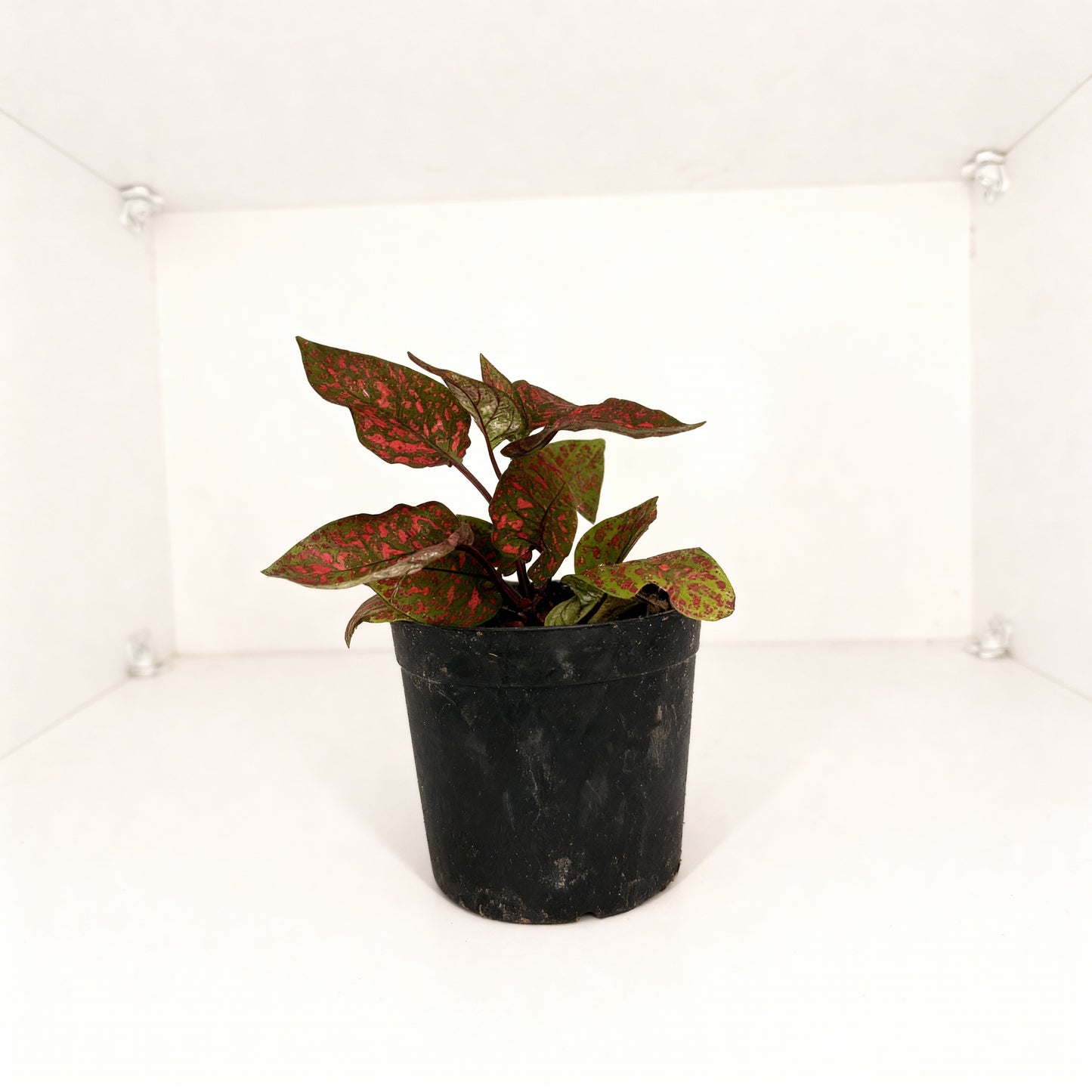 Polka Dot Plant – Red Splash
