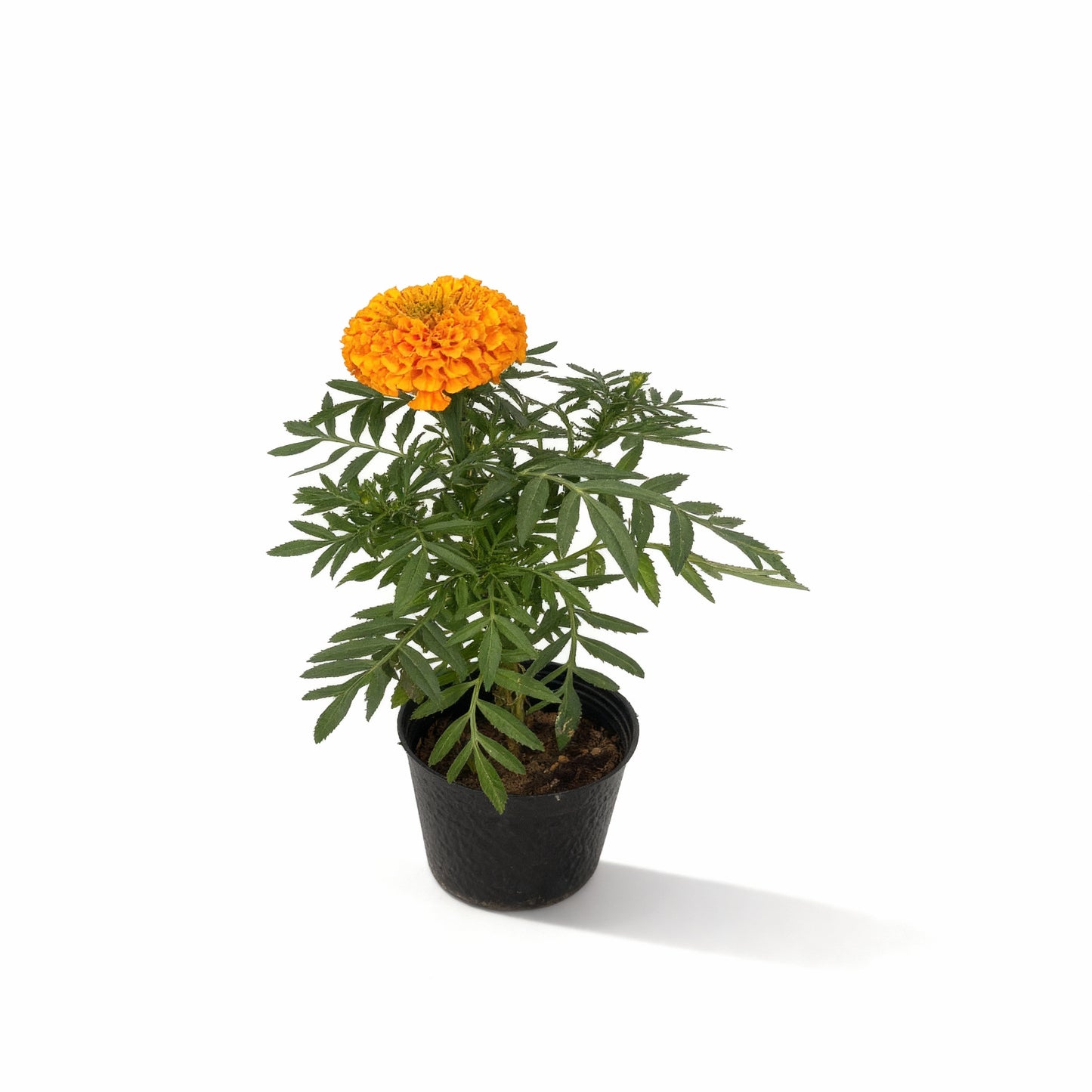 Marigold Plant – Orange Bloom