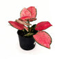 Aglaonema Red – Chinese Evergreen