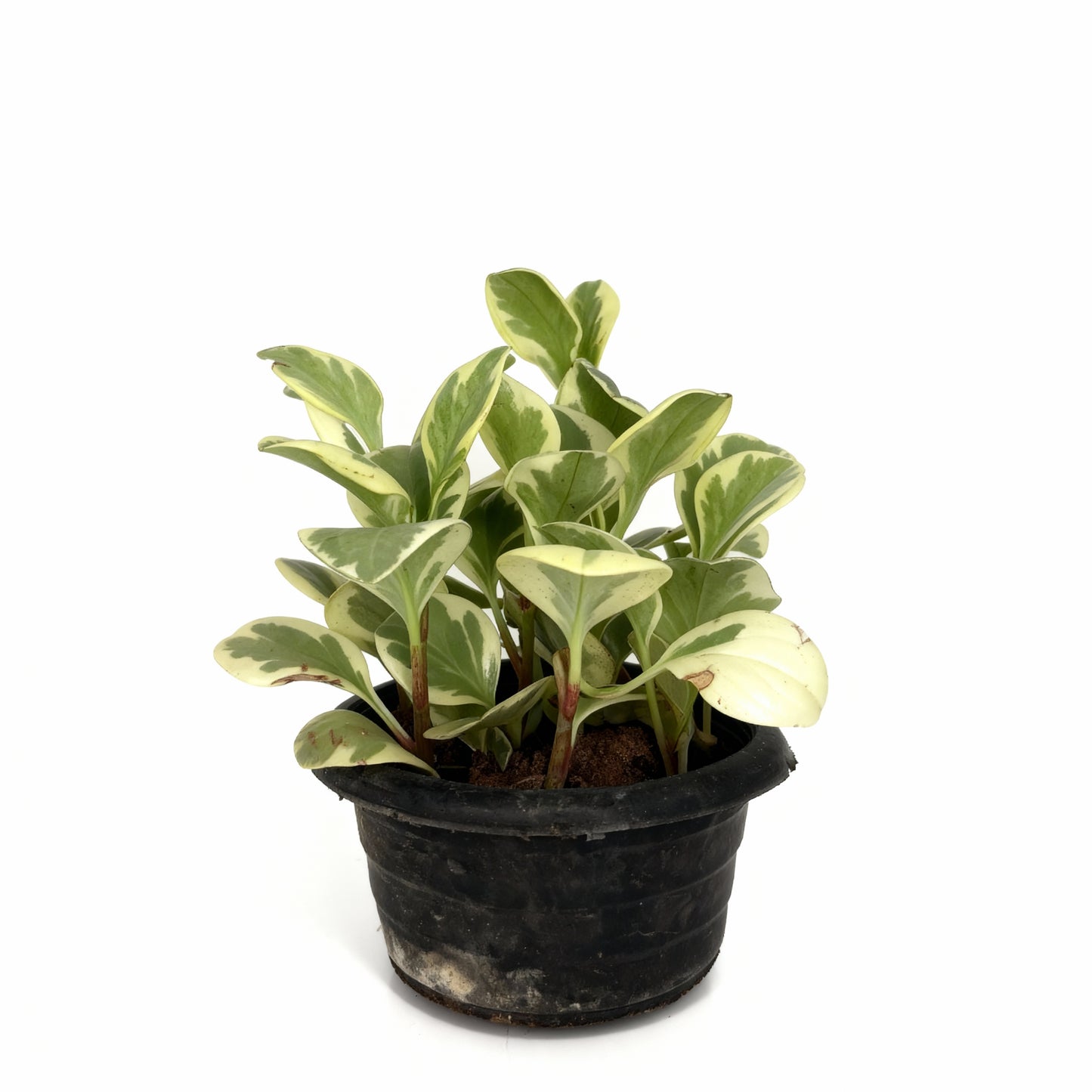 Peperomia Variegata – Indoor Compact Plant