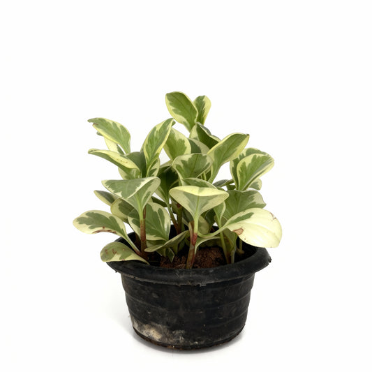 Peperomia Variegata – Indoor Compact Plant