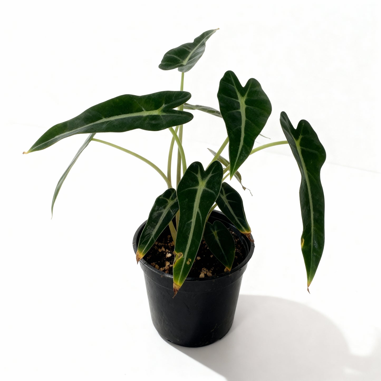 Alocasia Bambino – Arrow Leaf Plant