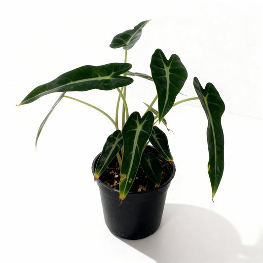 Alocasia Bambino – Arrow Leaf Plant