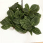 Fittonia Nerve Plant – White Veins