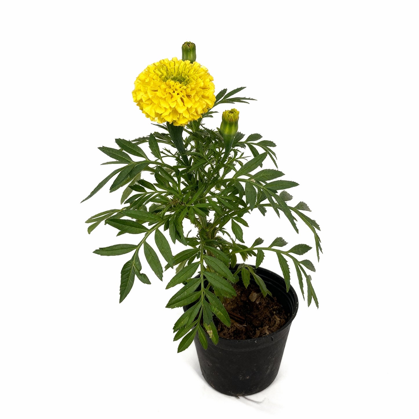 Marigold Plant – Yellow Bloom