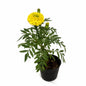 Marigold Plant – Yellow Bloom