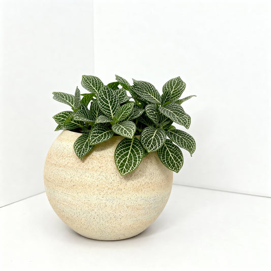 Fittonia (Nerve Plant) in Natural Sand-Texture Pot