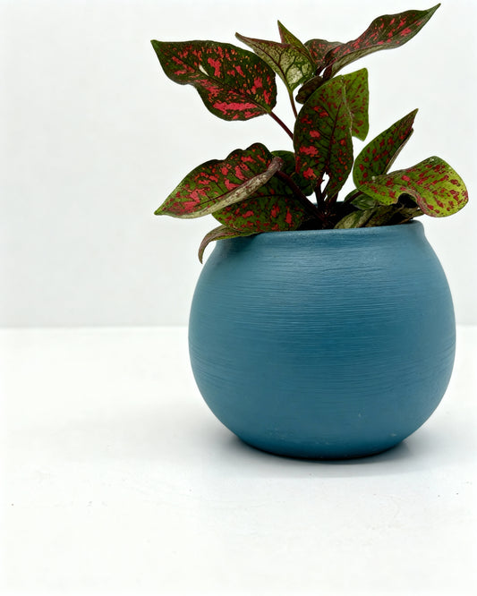 Polka Dot Plant in Modern Blue Pot