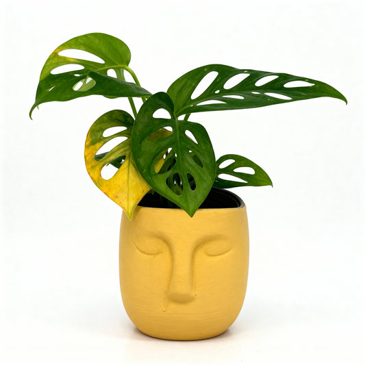 Monstera Adansonii in Artistic Yellow Face Pot