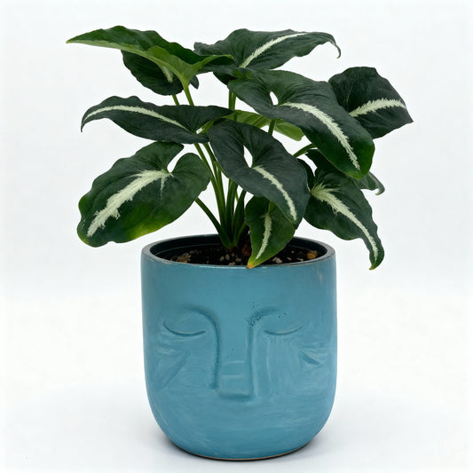 Alochuz Syngonium in Artistic Face Pot