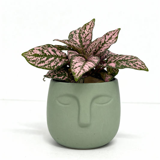 Hypoestes Phyllostachya (Pink Polka Dot Plant) in Matte Face Pot