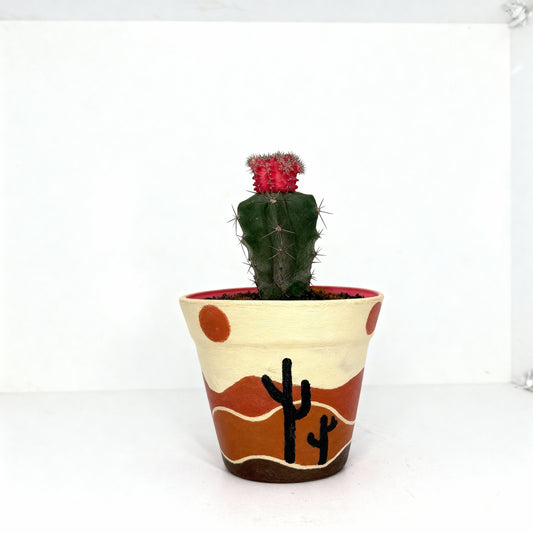 Moon Cactus (Gymnocalycium Mihanovichii) in Desert Art Pot