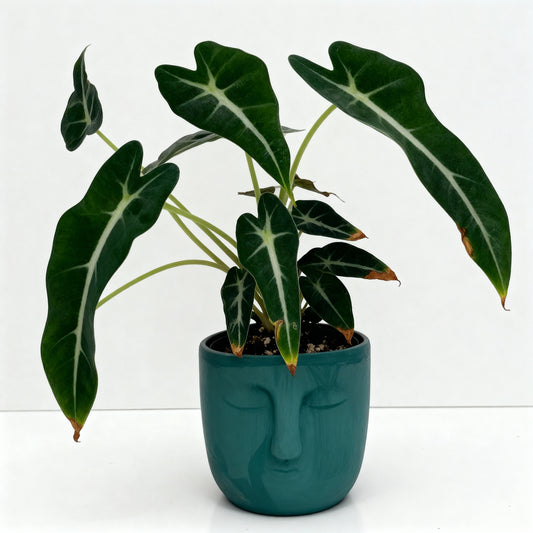 Alocasia Bambino in Face Ceramic Pot – Premium Indoor Plant