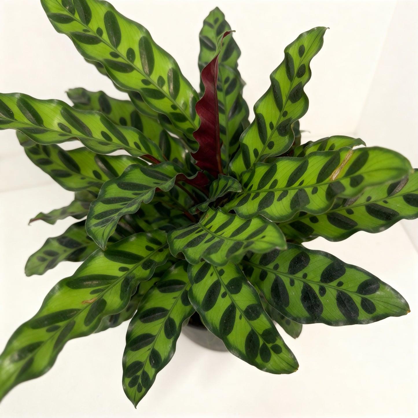 Rattlesnake Plant – Calathea lancifolia