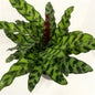 Rattlesnake Plant – Calathea lancifolia