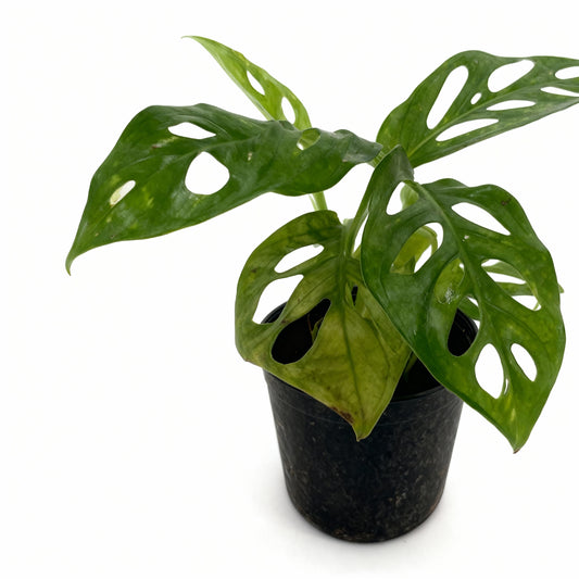 Monstera Adansonii – Swiss Cheese Vine