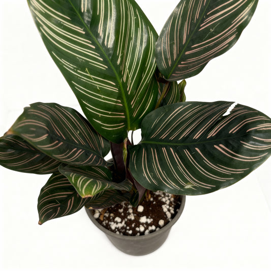 Calathea Ornata – Pinstripe Calathea