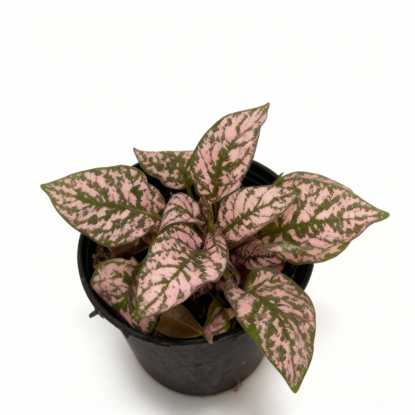 Pink Polka Dot Plant – Hypoestes