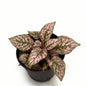 Pink Polka Dot Plant – Hypoestes