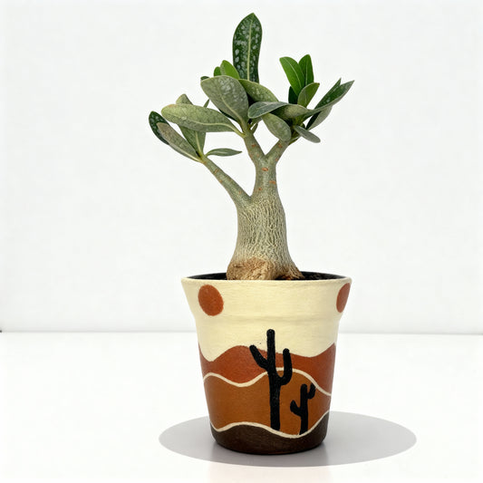 Adenium Desert Rose in Hand-Painted Desert Pot
